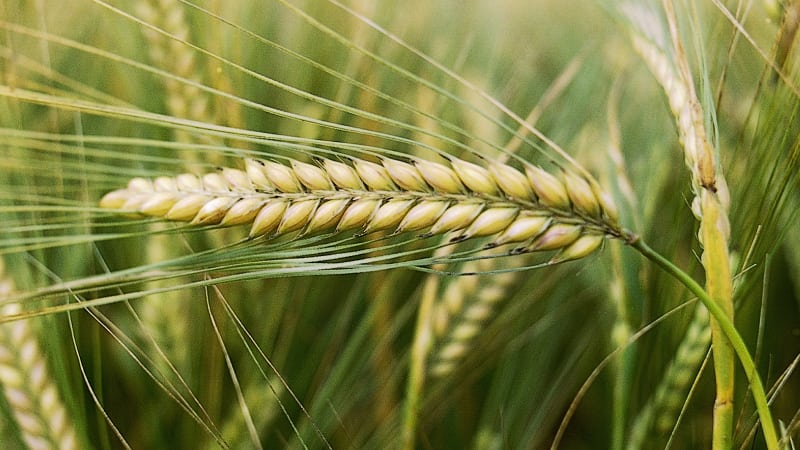 Les incroyables bienfaits de l'orge pour le corps humain