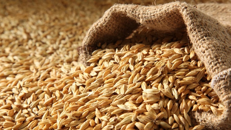 Les incroyables bienfaits de l'orge pour le corps humain