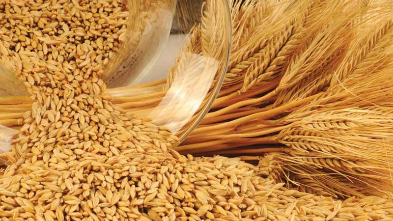 Les incroyables bienfaits de l'orge pour le corps humain