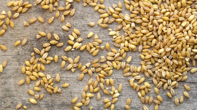 Les incroyables bienfaits de l'orge pour le corps humain