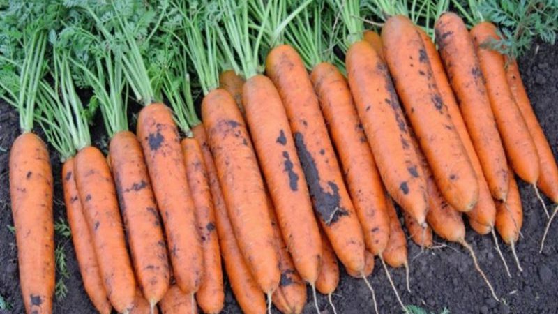 Examen et description des variétés de carottes précoces