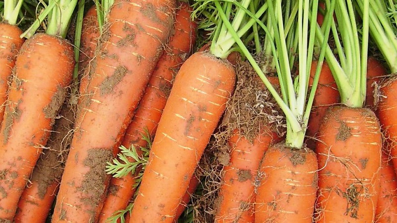 Examen et description des variétés de carottes précoces