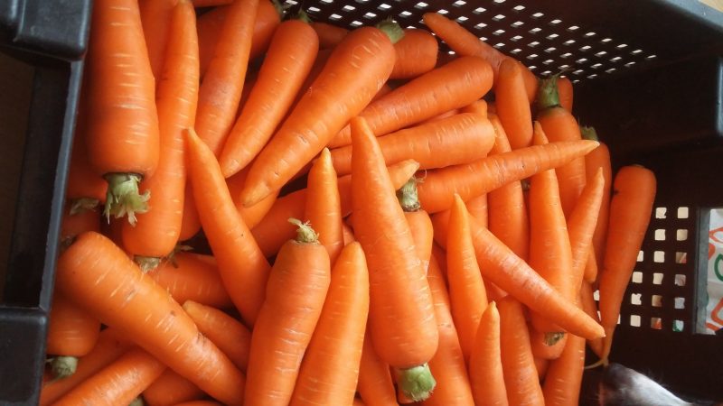 Aperçu des variétés et hybrides de carottes les plus sucrés et les plus productifs