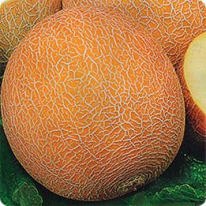 Description et caractéristiques du melon croisé avec de l'ananas: quel goût a le mini fruit