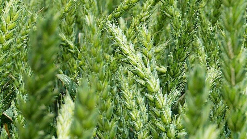 Description et caractéristiques de la variété de blé d'hiver Bagrat