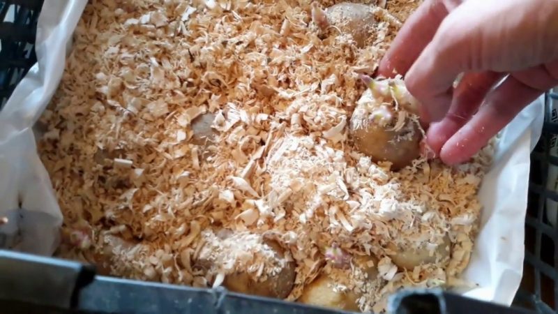 Caractéristiques de la conservation des pommes de terre: à quelle température gèle-t-elle