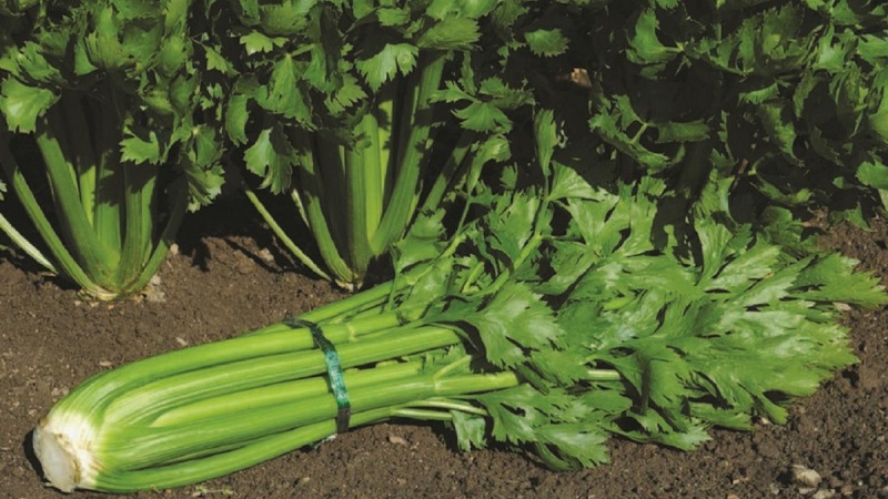 Caractéristiques de la plantation et de l'entretien du céleri pédonculé en plein champ
