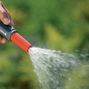 Caractéristiques de la plantation et de l'entretien du céleri pédonculé en plein champ