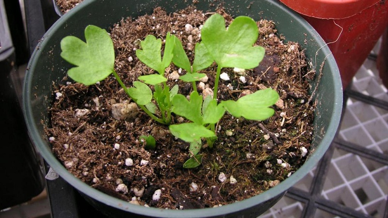 Caractéristiques de la plantation et de l'entretien du céleri pédonculé en plein champ