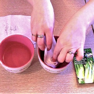 Caractéristiques de la plantation et de l'entretien du céleri pédonculé en plein champ