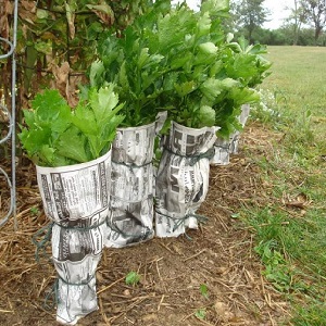Caractéristiques de la plantation et de l'entretien du céleri pédonculé en plein champ