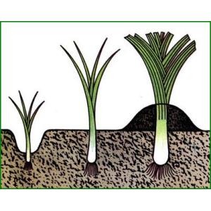 Caractéristiques de la culture d'oignons à partir de graines