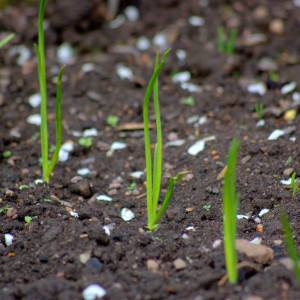 Caractéristiques de la culture d'oignons à partir de graines
