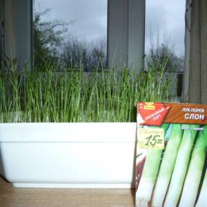 Caractéristiques de la culture d'oignons à partir de graines