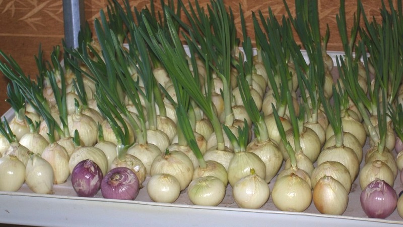 Caractéristiques de la culture des oignons en culture hydroponique