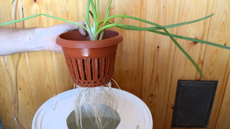 Caractéristiques de la culture des oignons en culture hydroponique