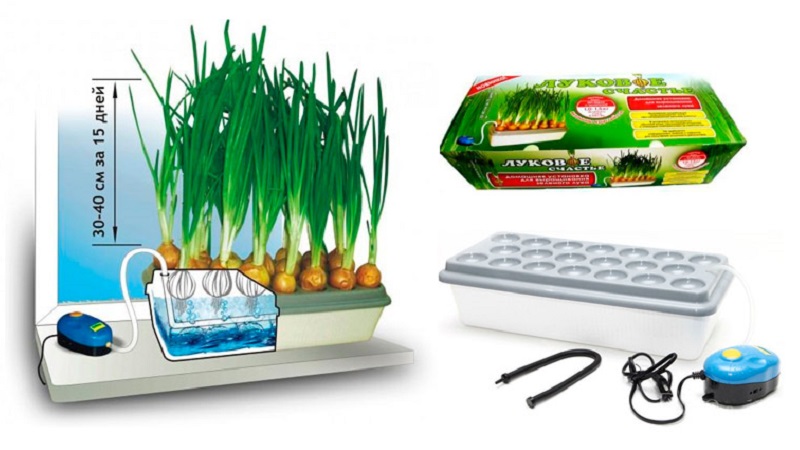 Caractéristiques de la culture des oignons en culture hydroponique