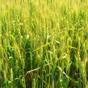 Blé d'hiver Moscou 40: description de la variété