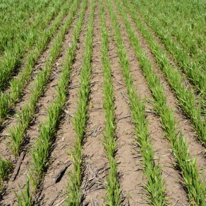 Blé d'hiver Moscou 40: description de la variété