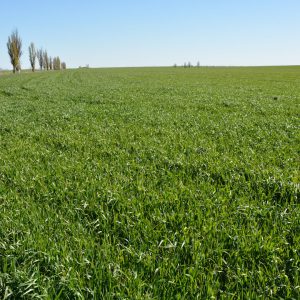 Blé d'hiver Moscou 40: description de la variété