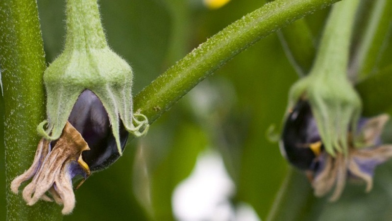 Que faire si les fleurs de l'aubergine tombent dans la serre et pourquoi cela se produit-il?