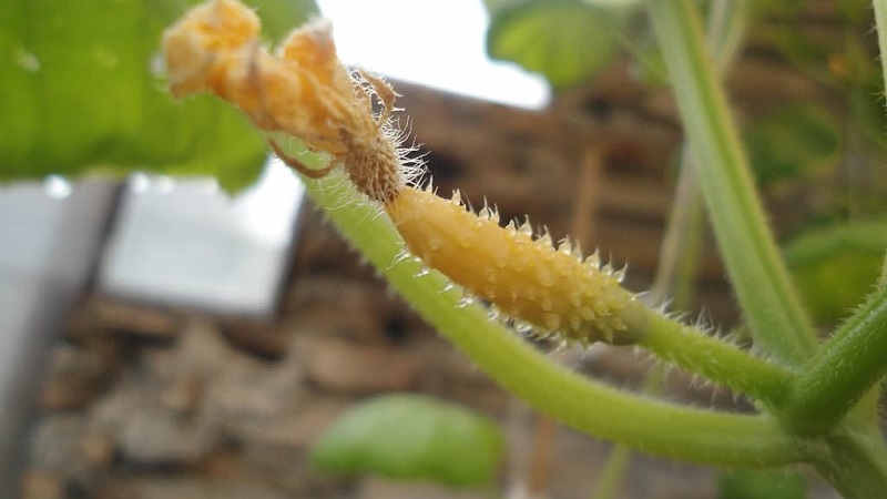 Pourquoi les ovaires de concombre pourrissent: causes du problème, méthodes pour le résoudre et le prévenir