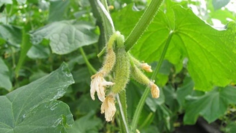 Pourquoi les ovaires de concombre pourrissent: causes du problème, méthodes pour le résoudre et le prévenir