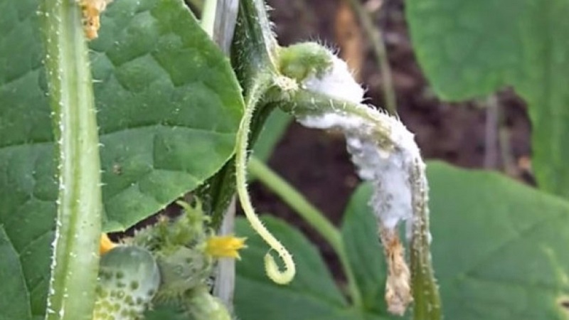 Pourquoi les ovaires de concombre pourrissent: causes du problème, méthodes pour le résoudre et le prévenir