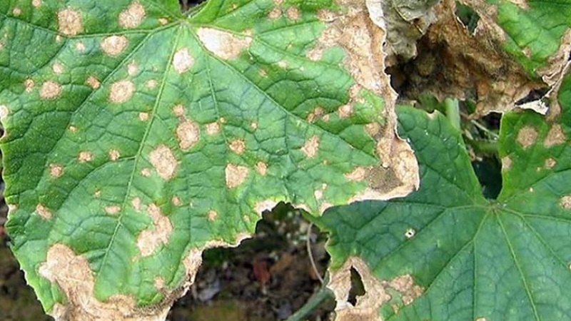 Pourquoi les ovaires de concombre pourrissent: causes du problème, méthodes pour le résoudre et le prévenir