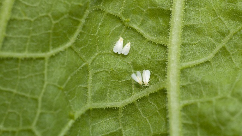 Pourquoi les ovaires de concombre pourrissent: causes du problème, méthodes pour le résoudre et le prévenir