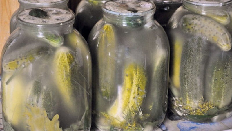 Pourquoi la moisissure peut apparaître sur les cornichons et que faire à ce sujet