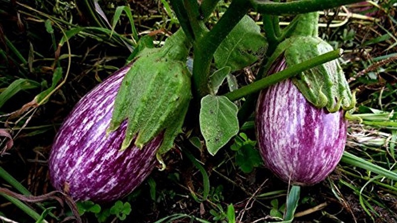Une sélection des meilleures variétés d'aubergines pour une serre en polycarbonate