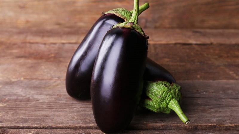 Une sélection des meilleures variétés d'aubergines pour une serre en polycarbonate