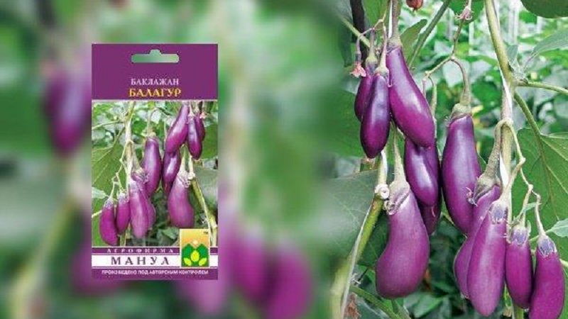 Une sélection des meilleures variétés d'aubergines pour une serre en polycarbonate