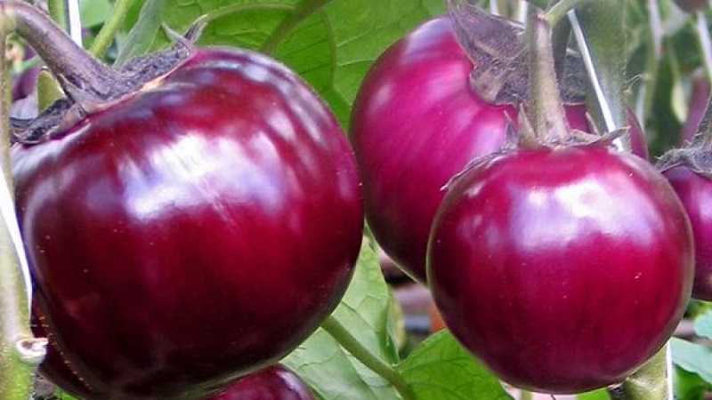 Une sélection des meilleures variétés d'aubergines pour une serre en polycarbonate