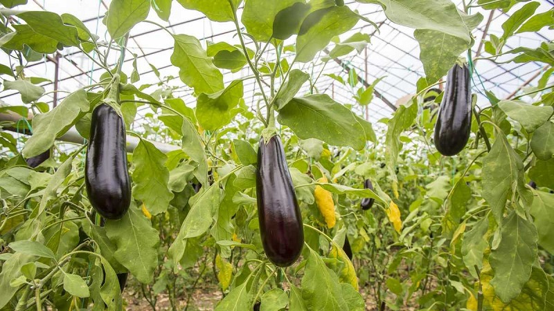 Les meilleurs moyens de traiter les maladies des aubergines: photo et description