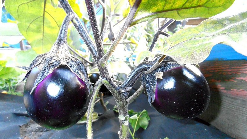 Une sélection des meilleures variétés d'aubergines pour une serre en polycarbonate
