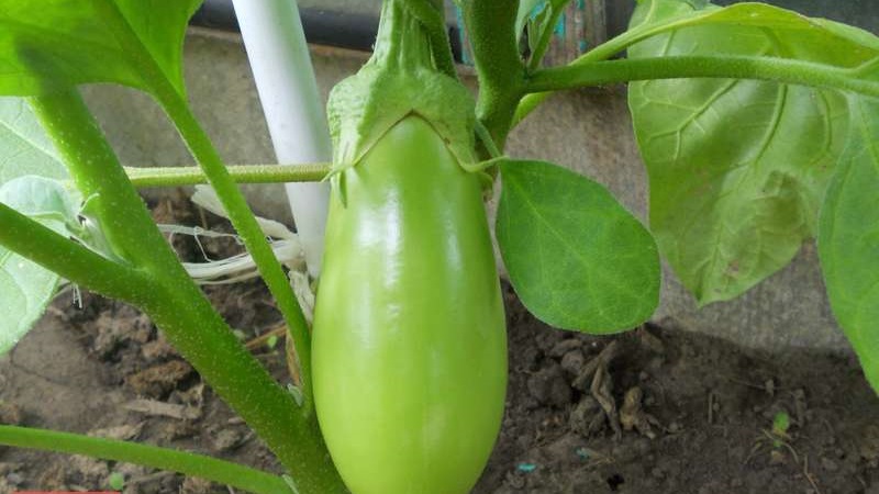 Que faire si les fleurs de l'aubergine tombent dans la serre et pourquoi cela se produit-il?