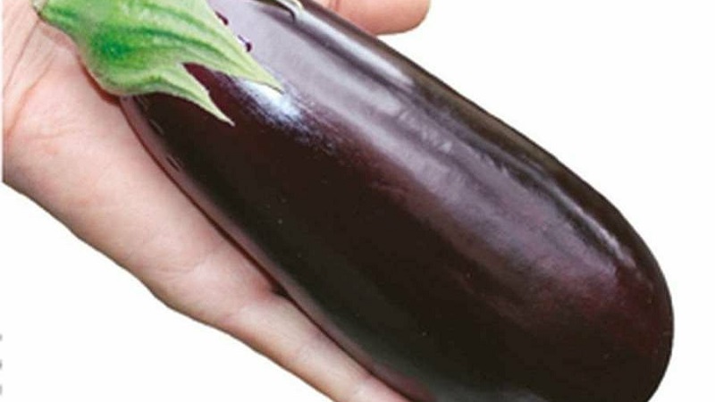 Une sélection des meilleures variétés d'aubergines pour une serre en polycarbonate