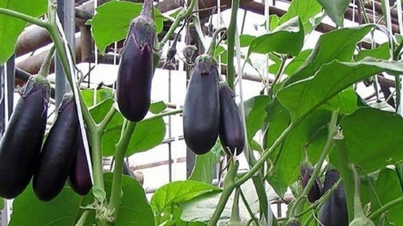 Que faire si les fleurs de l'aubergine tombent dans la serre et pourquoi cela se produit-il?
