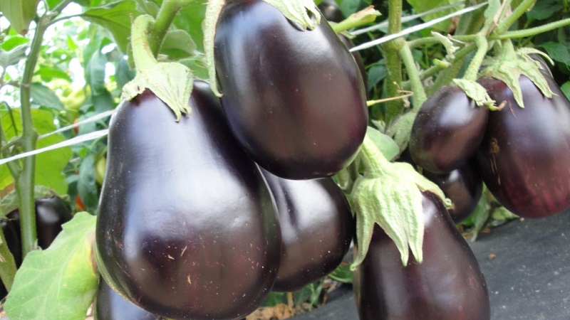 Une sélection des meilleures variétés d'aubergines pour une serre en polycarbonate