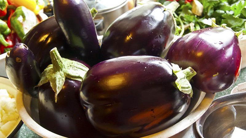 Une sélection des meilleures variétés d'aubergines pour une serre en polycarbonate