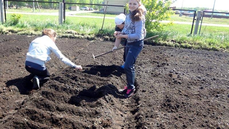Caractéristiques de la préparation d'un lit pour les carottes à l'automne