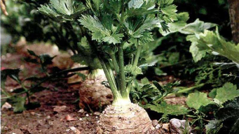 Guide étape par étape de la plantation de plants de céleri-rave: de la préparation à la transplantation