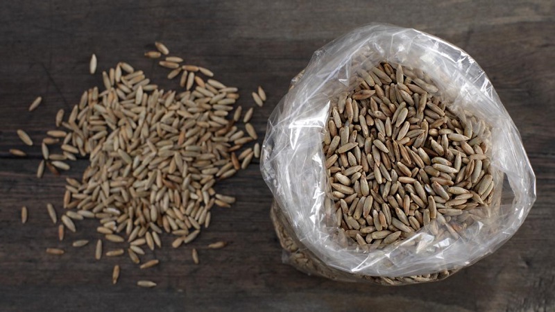 Les avantages et les inconvénients du seigle germé pour les humains