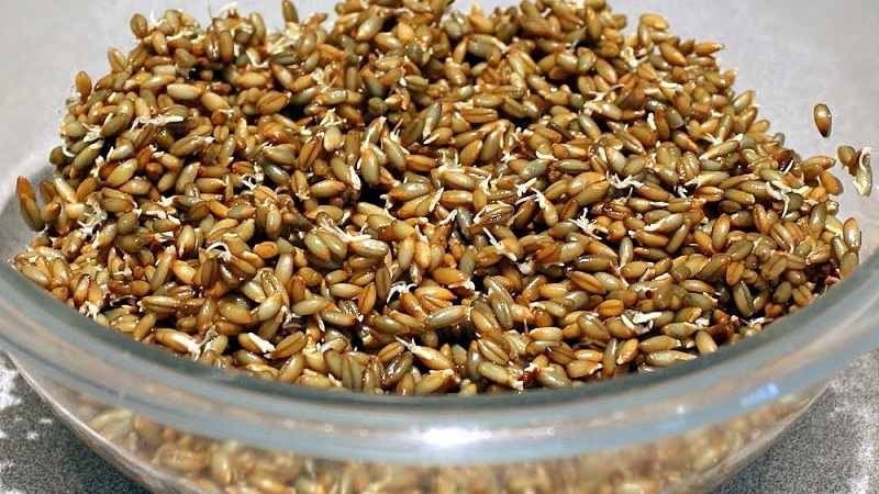 Les avantages et les inconvénients du seigle germé pour les humains