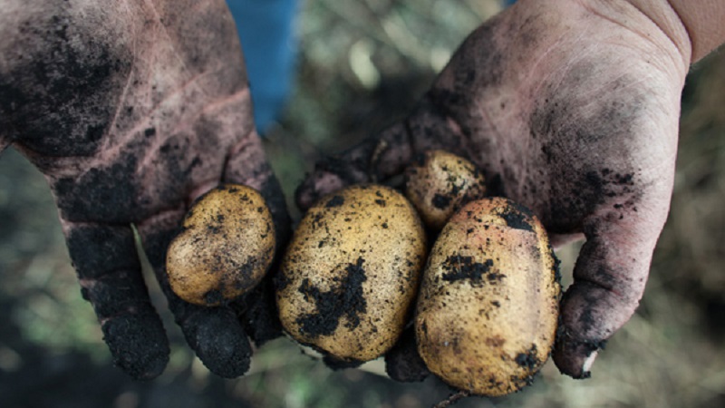 Variété populaire de pommes de terre à haut rendement Repanka