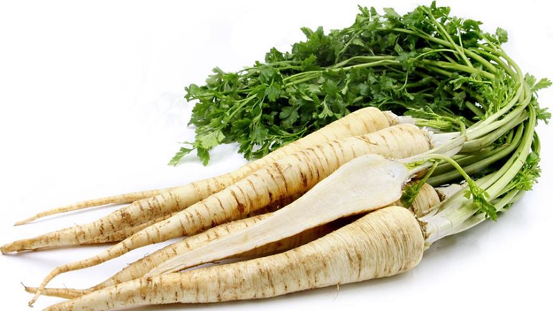 Planter et entretenir le persil racine à l'extérieur