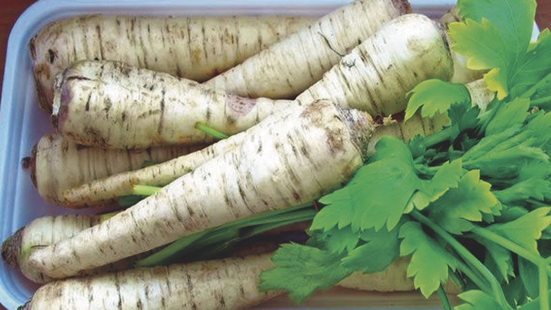 Planter et entretenir le persil racine à l'extérieur