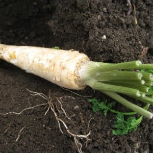 Planter et entretenir le persil racine à l'extérieur